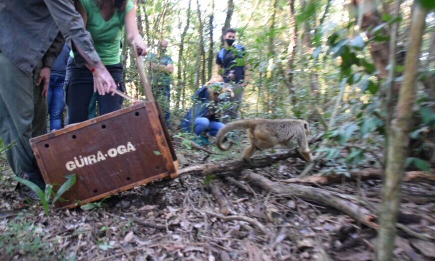 La mona aulladora de Villa Cabello fue trasladada a otro hábitat