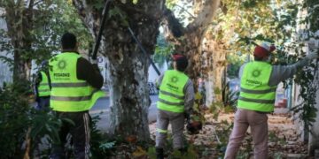 En mayo, el Municipio comenzará el operativo de poda en la ciudad
