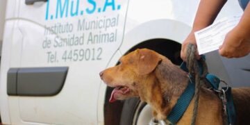 El Imusa realizó 400 castraciones gratuitas en dos semanas