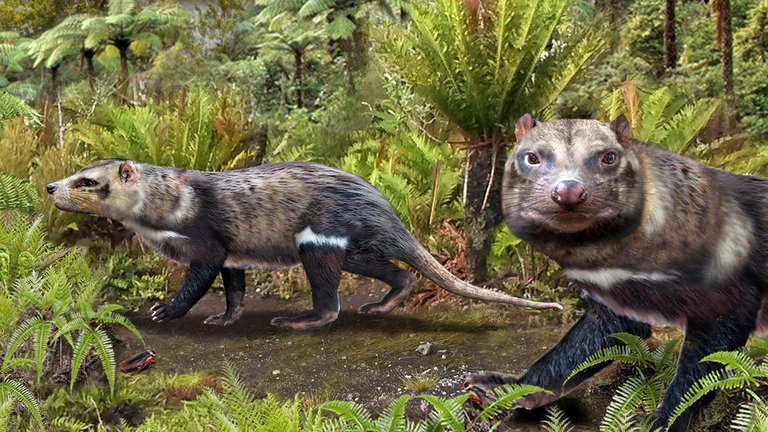 Investigadores hallaron en Chile restos de una nueva especie de mamífero de hace más de 72 millones de años