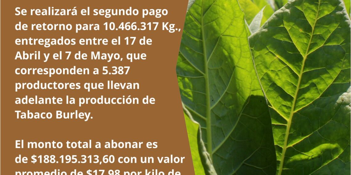Pagan 188 millones de pesos a productores tabacaleros