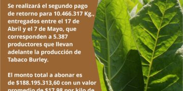 Pagan 188 millones de pesos a productores tabacaleros