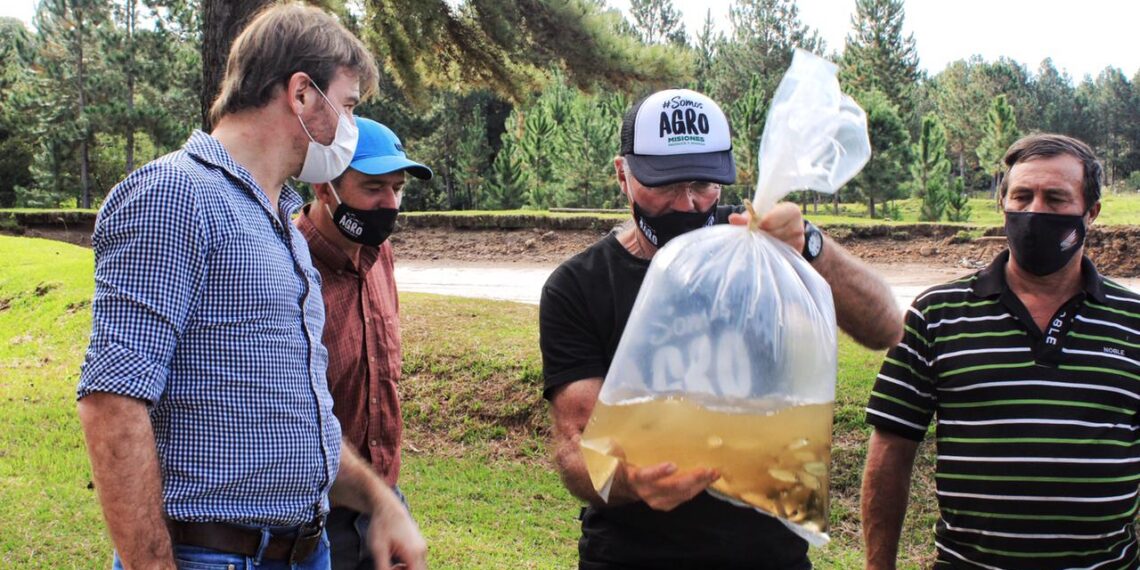 Fortalecen la cadena de valor piscícola con entrega de alimentos balanceados  y siembra de alevines