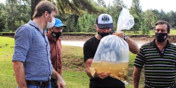 Fortalecen la cadena de valor piscícola con entrega de alimentos balanceados  y siembra de alevines