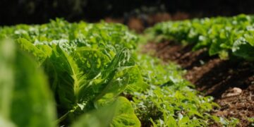 Crearon el programa de Agricultura Urbana, para contribuir a la soberanía alimentaria