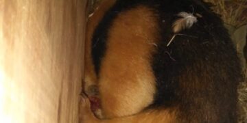 Rescataron a un oso melero que fue atacado por perros en San Pedro