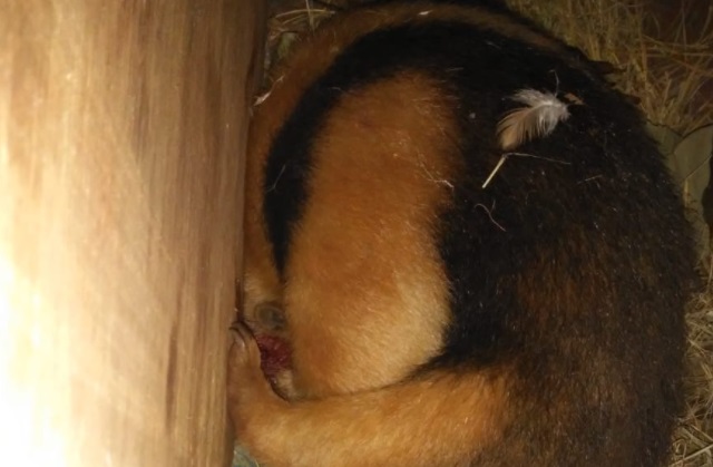 Rescataron a un oso melero que fue atacado por perros en San Pedro