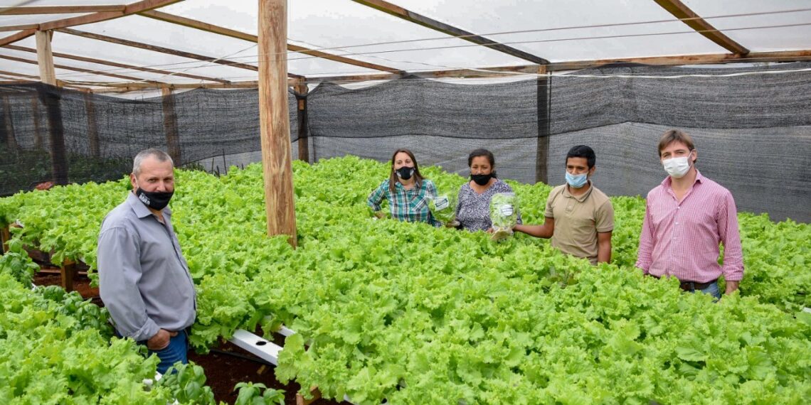 Innovación en las chacras: destacan experiencia de hidroponía en San Pedro