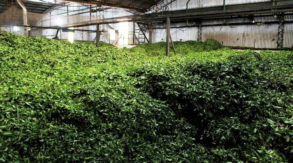 Té misionero: una economía regional que crece con industrialización de la ruralidad y espíritu cooperativo