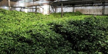 Té misionero: una economía regional que crece con industrialización de la ruralidad y espíritu cooperativo