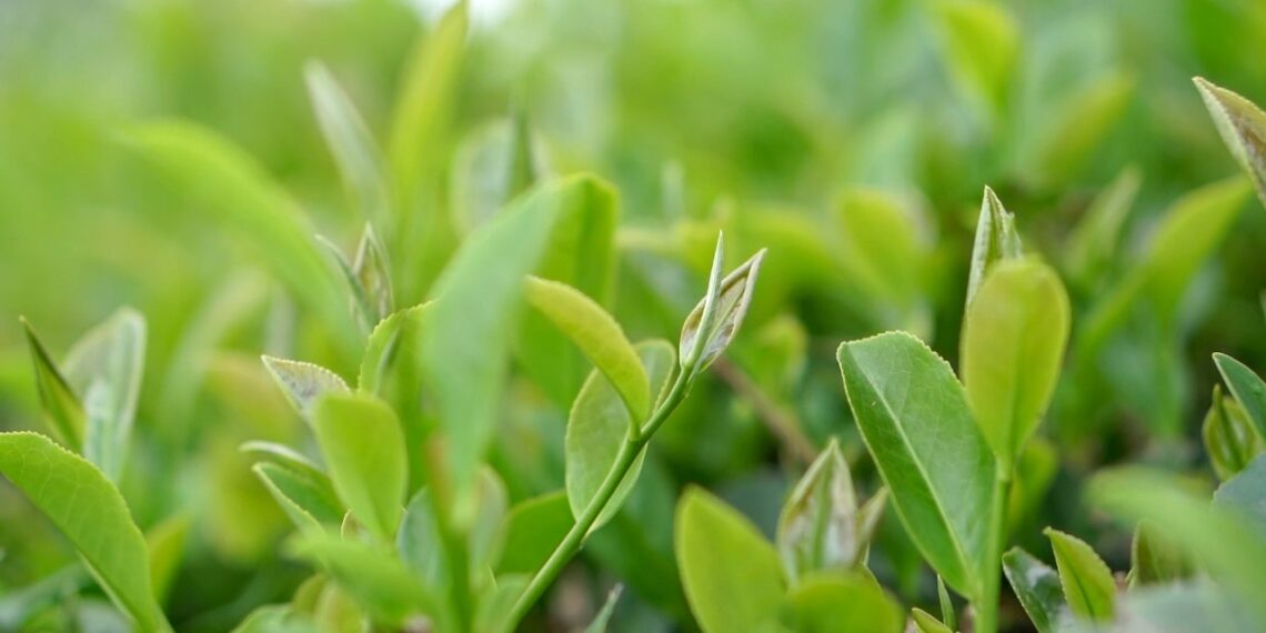 Misiones posee el 50 % de la superficie cultivada con té certificada bajo el esquema de agricultura sostenible