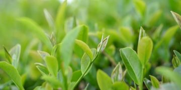 Misiones posee el 50 % de la superficie cultivada con té certificada bajo el esquema de agricultura sostenible