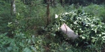 Sorprendieron a jóvenes en pleno robo de yerba mate en Mártires