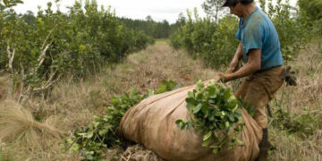 Nación fijó nuevos valores para la materia prima de yerba mate