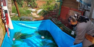El 40% de los pacientes con dengue tuvo criadero de Aedes aegypti en su hogar