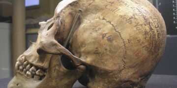 Francia devolverá los restos de un tehuelche que estaban en el Museo del Hombre de París