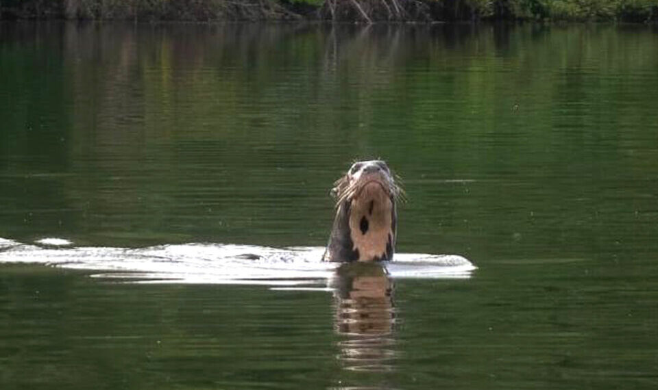 En Chaco redescubren una especie que se creía extinta en Argentina