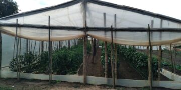 Para ampliar el circuito comercial, continúa el asesoramiento a productores primarios de Posadas