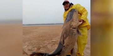 Por la bajante del Río Paraná, un surubí gigante quedó encallado en la playa