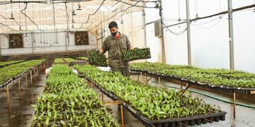 Biofábrica se consolida como la proveedora de vitroplantas de banano para la principal zona productora de NOA
