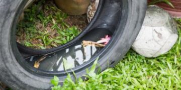 Dengue: en invierno hay que intensificar las tareas de prevención para evitar explosión de mosquitos cuando llegue el calor
