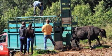 Entregaron toros de alta calidad genética a Cooperativas lácteas de Misiones