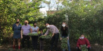 Distribuyen plantines para fortalecer el cinturón verde