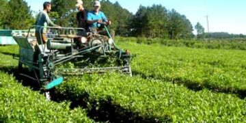 Finalizó la zafra tealera en la provincia