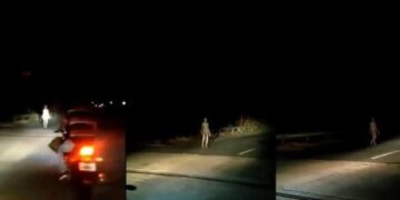 Enigma: una extraña criatura de largas extremidades fue vista al costado de una ruta en la India
