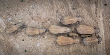 Una misteriosa marcha de elefantes tiene en vilo a China: ya recorrieron 500 kilómetros y causaron daños por un millón de dólares