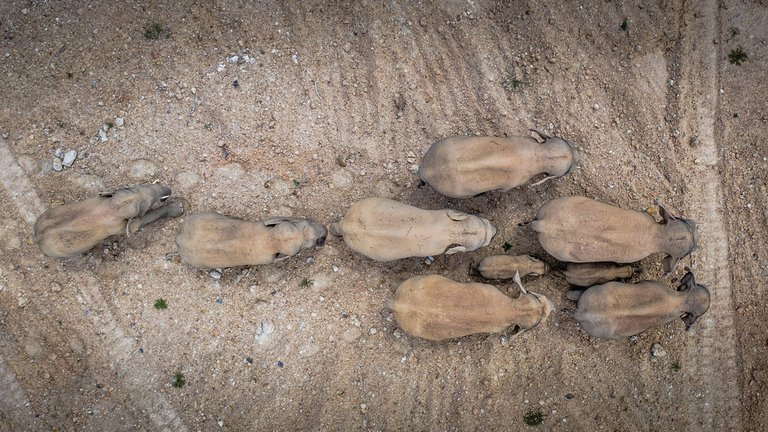 Una misteriosa marcha de elefantes tiene en vilo a China: ya recorrieron 500 kilómetros y causaron daños por un millón de dólares