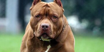 Buenos Aires: un pitbull mató a otro perro, causó destrozos en una casa y fue baleado por la policía