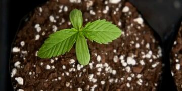 Biofábrica inicia el cultivo de cannabis para proveer a Misio Pharma