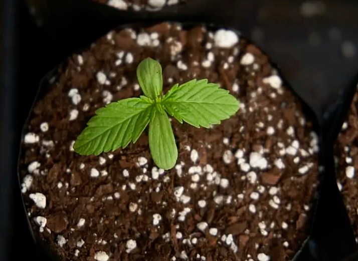 Biofábrica inicia el cultivo de cannabis para proveer a Misio Pharma