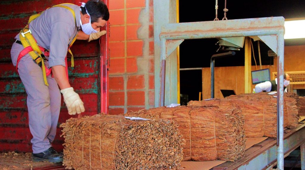 Tabaco: este sábado abonan más de 861 millones de pesos