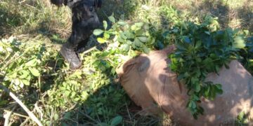 Operativo rural: evitaron el robo de yerba mate en varias localidades de la provincia