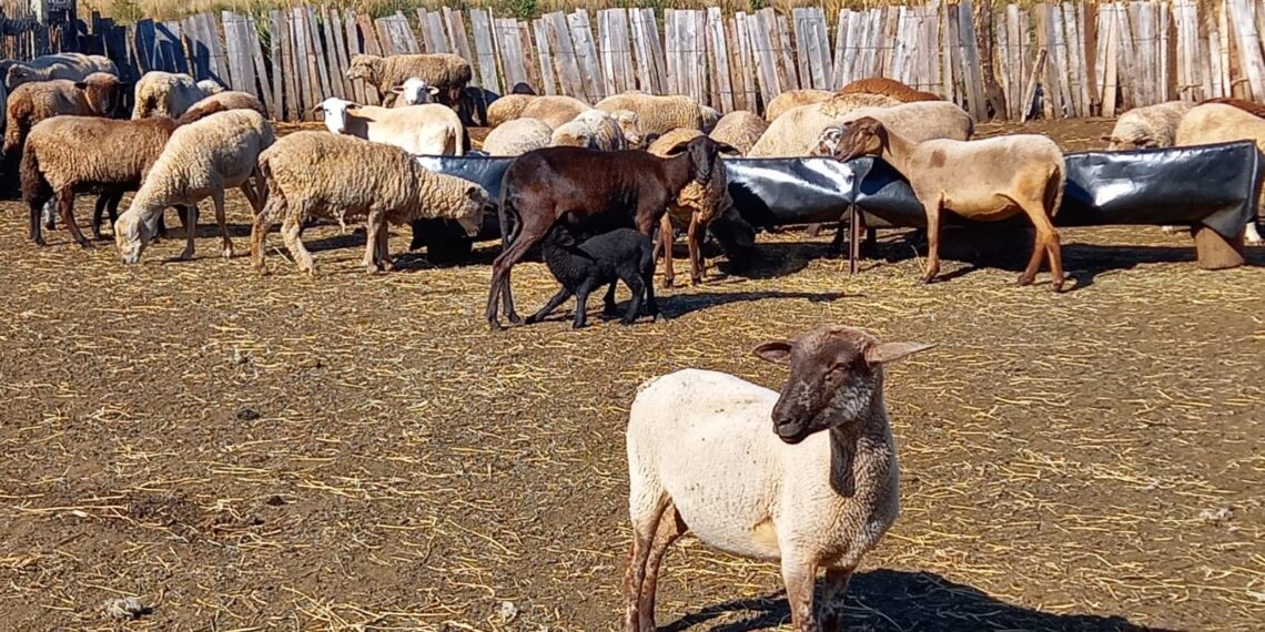 Promueven el desarrollo integral de la activad ovina caprina