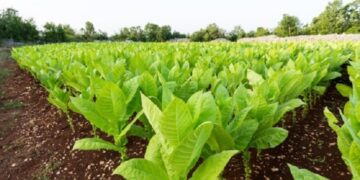 Este jueves pagan más de 19 millones a productores tabacaleros