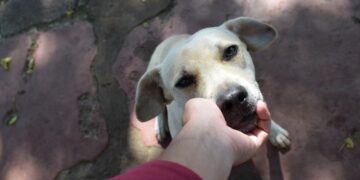 Los animales en situación de calle también necesitan Políticas de Estado
