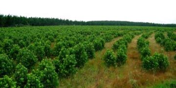 Aseguran que la Resolución 170 del Inym no provocará escasez de producción ni “prohibición” de crecimiento de las plantaciones