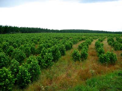 Aseguran que la Resolución 170 del Inym no provocará escasez de producción ni “prohibición” de crecimiento de las plantaciones