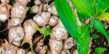 Emitieron dictamen del proyecto de ley para fomentar la producción de jengibre en Misiones