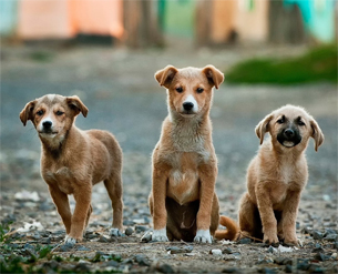 Por qué se celebra hoy el Día Mundial del Perro