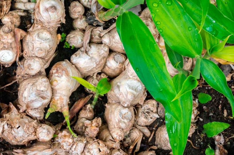 Emitieron dictamen del proyecto de ley para fomentar la producción de jengibre en Misiones