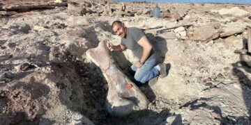Neuquén: por la bajante de un lago, hallaron los restos de un dinosaurio gigante