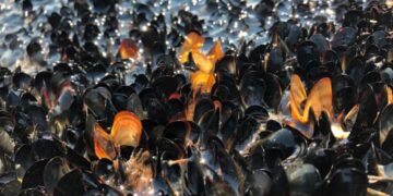 La ola de calor en Canadá podría haber matado a mil millones de animales marítimos
