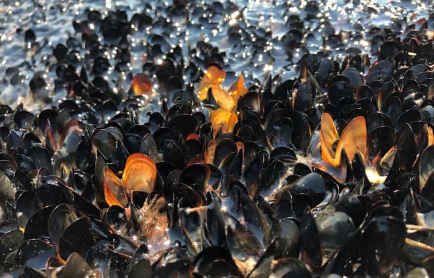 La ola de calor en Canadá podría haber matado a mil millones de animales marítimos