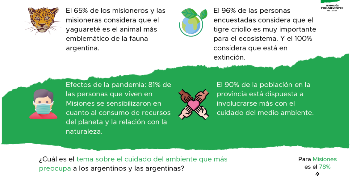 Día del Tigre: En Misiones el 98% de la población considera que la extinción del yaguareté sería grave