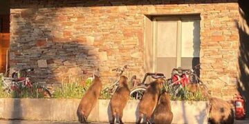 Invasión de carpinchos en Nordelta: atacaron a un perro y temen que los vecinos salgan con sus armas a matarlos