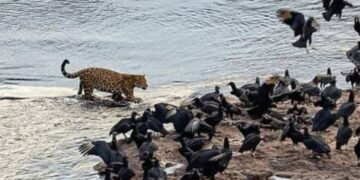 Fotografiaron al yaguareté Kunumí paseando en el circuito superior del Parque Nacional Iguazú